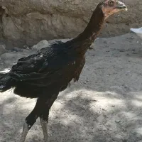 مرغ لاری