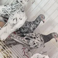 سرور پلاکی