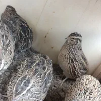 بلدرچین تخمگذار