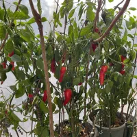 فلفل شیرین بارده و درشت مناسب بالکن