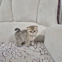 گربه اسکاتیش فولد