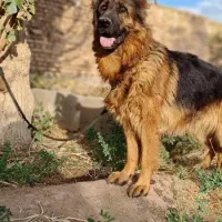 سگ ژرمن اصل شیب دار موبلند ماده جهت فروش و یا کشش