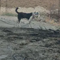 سگ گمشده