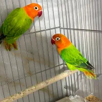 طوطی کوتوله رو تخم و جوجه همه رنگی