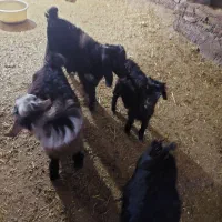 بز و بی|حیوانات مزرعه|دورود, |دیوار