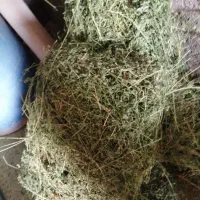 400 بسته علف یونجه