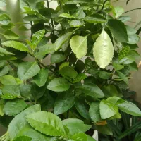 گل پاسیون|گل و گیاه طبیعی|شیراز, شهرک پردیس|دیوار