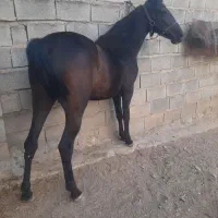 کره مادیان دو سال نوه کامران