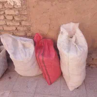 کود کفتر|گل و گیاه طبیعی|قوچان, |دیوار