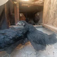 جوجه|حیوانات مزرعه|بم, |دیوار