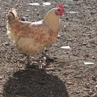 دو عدد مرغ
