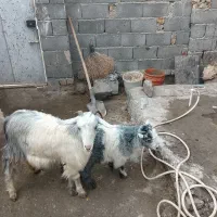 هشت راس بزوبزغاله چاق درشت سرحال و بازیگوش دورگه|حیوانات مزرعه|چناران, |دیوار