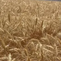 گندم دروم  بوجاری و ضد کوره شده