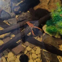 ماهی دیسکس|ماهی|زارچ, |دیوار