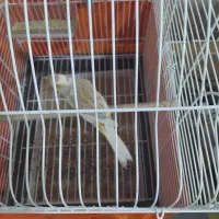 قناری نر جوان معاوضه با لوازم اکواریوم ابنوس|پرنده|کرج, کمال‌شهر|دیوار