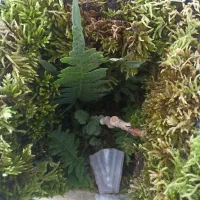 تراریوم هدیه ای خاص