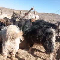 50عدد بزغاله فروشی|حیوانات مزرعه|تفتان, |دیوار