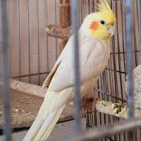 عروس هلندی نر