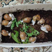 مفت پول لازمم معاوضه هم دارم