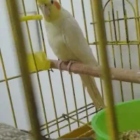 جفت عروس هلندی ۱۲۰۰