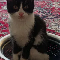 واگذاری رایگان گربه