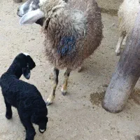 ۳ راس گوسفند