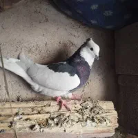 کوهی ماده طوق یکت ماده|پرنده|شوشتر, |دیوار