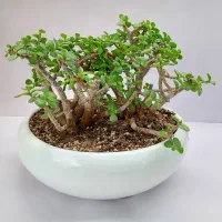 اینجا گلخونه  اریکاست