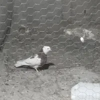 طوق پشدارنر کلاهی پلاکی نر|پرنده|بم, |دیوار