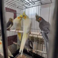 جوجه عروس هلندی