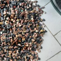 پنکوسی گوشت‌خوار و سنگ درشت|ماهی|تهران, بروجردی|دیوار