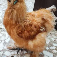 خروس ابریشمی ۷ماهه