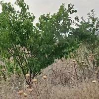 باغشهر پردیس سلطانیه|فروش زمین و ملک کلنگی|باغ حلی, |دیوار