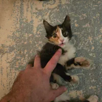 حیوان خانگی|گربه|تهران, تختی|دیوار