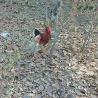 تعداد 3عدد خروس|حیوانات مزرعه|طرقبه, |دیوار