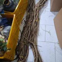 شاخه های درخت چنگل جنگلی|خدمات باغبانی و درختکاری|رشت, چله خانه|دیوار