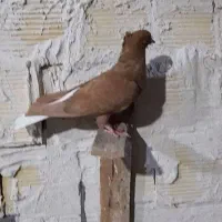 کبوتر