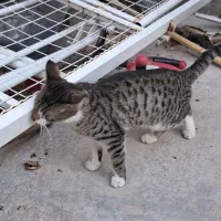 واگذاری گربه|گربه|اردبیل, |دیوار