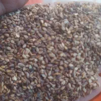 فروش کنجد|خوردنی و آشامیدنی|پیر بکران, |دیوار