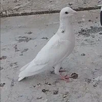 کبوتر پلاکی