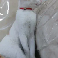 گربه|گربه|مشهد, نوده|دیوار