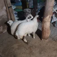 بره شیری