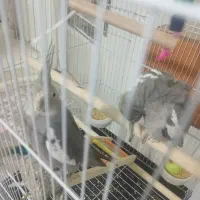 عروس هلندی|پرنده|نسیمشهر, |دیوار