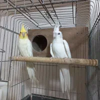 عروس هلندی مولد