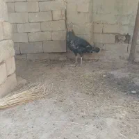 جفت بقلمون|حیوانات مزرعه|بندر گناوه, |دیوار