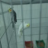 فروش عروس هلندی.   شماره تماس