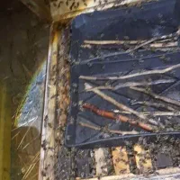 کندو زنبور فروش