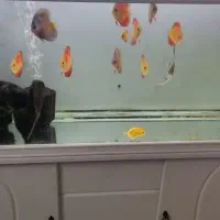 آکواریوم دلسا همراه با ماهی و تمام وسایل|ماهی|مبارکه, |دیوار