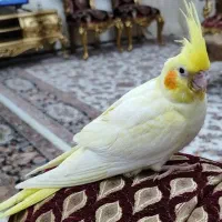 عروس هلندی|پرنده|کرج, گلشهر|دیوار