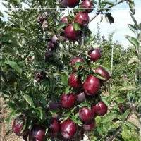 فروش نهال سیب میراکل|خدمات باغبانی و درختکاری|مراغه, |دیوار